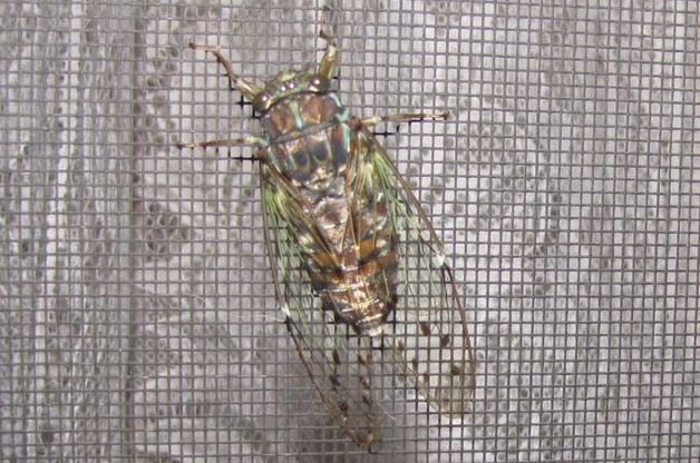 �l�G�̐X�A�X�V��