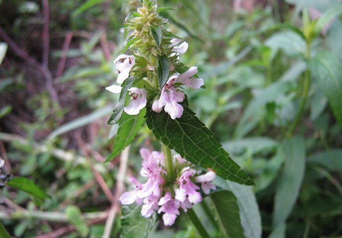 �l�G�̐X�A�X�V��