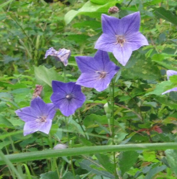 �l�G�̐X�A�X�V��