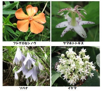 �l�G�̐X�A�X�V��