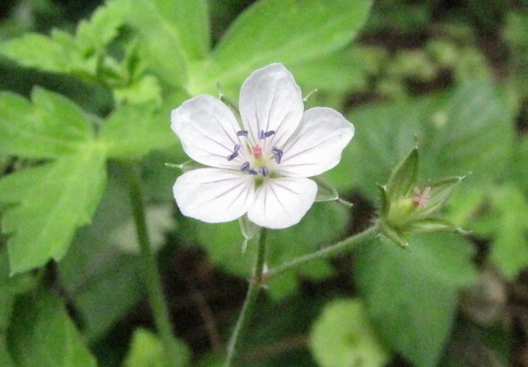 �l�G�̐X�A�X�V��