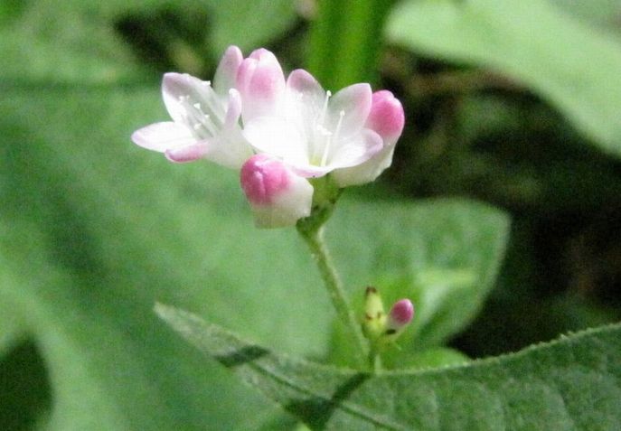 �l�G�̐X�A�X�V��