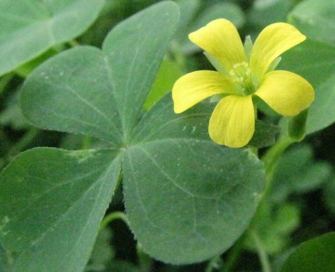 �l�G�̐X�A�X�V��