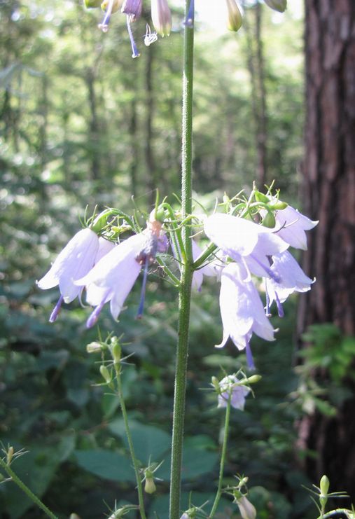 �l�G�̐X�A�X�V��