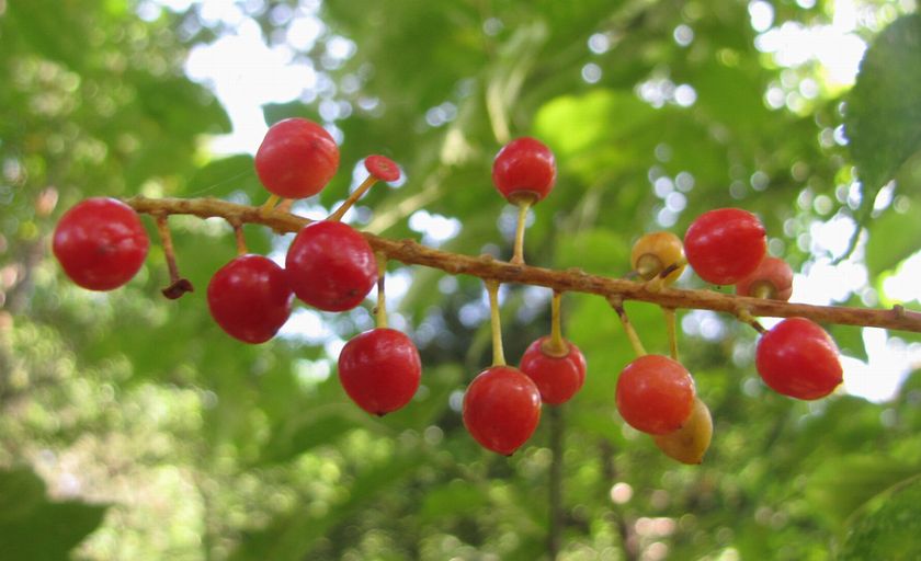 �l�G�̐X�A�X�V��