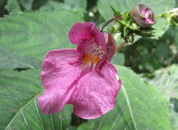 �l�G�̐X�A�X�V��