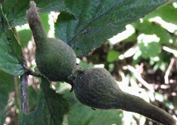 �l�G�̐X�A�X�V��