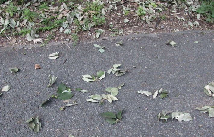 �l�G�̐X�A�X�V��