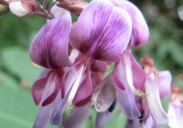 �l�G�̐X�A�X�V��