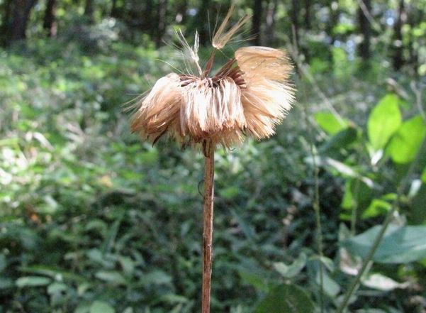 �l�G�̐X�A�X�V��