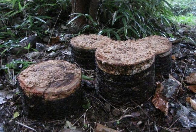 �l�G�̐X�A�X�V��