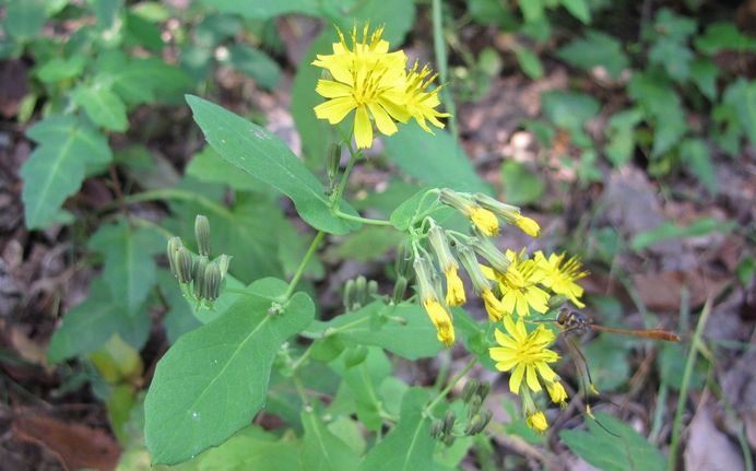 �l�G�̐X�A�X�V��