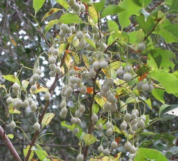 �l�G�̐X�A�X�V��