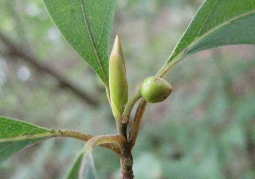 �l�G�̐X�A�X�V��