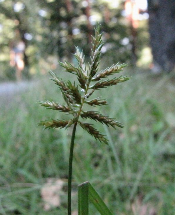 �l�G�̐X�A�X�V��