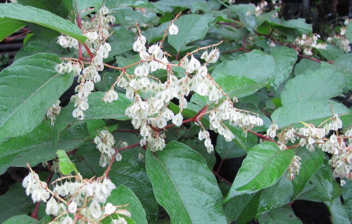 �l�G�̐X�A�X�V��