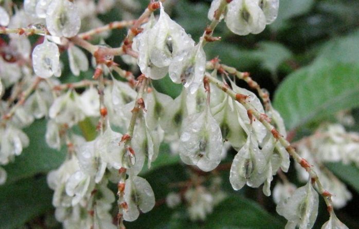 �l�G�̐X�A�X�V��