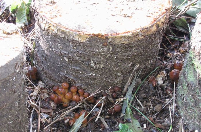 �l�G�̐X�A�X�V��