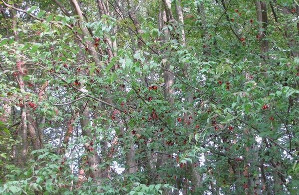 �l�G�̐X�A�X�V��