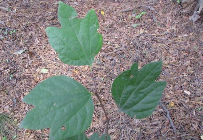 �l�G�̐X�A�X�V��