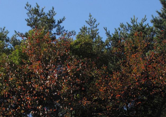 �l�G�̐X�A�X�V��