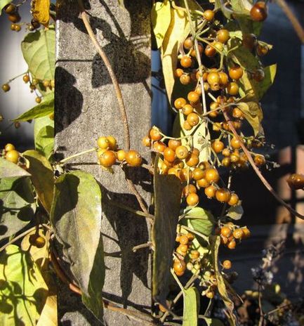 �l�G�̐X�A�X�V��