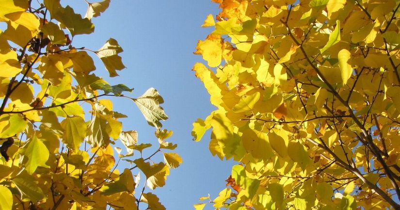 �l�G�̐X�A�X�V��