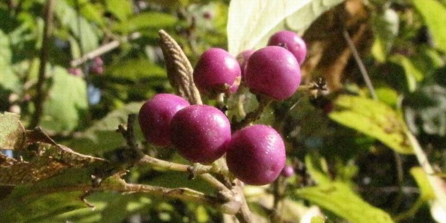 �l�G�̐X�A�X�V��