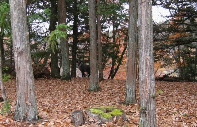 �l�G�̐X�A�X�V��