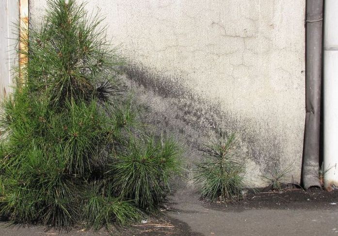 �l�G�̐X�A�X�V��