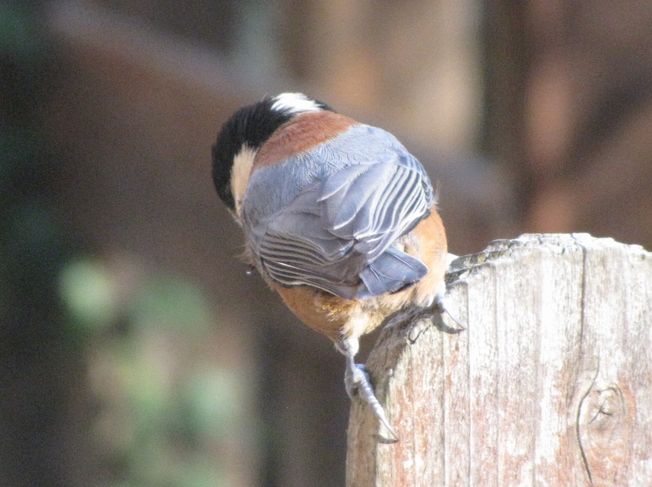 �l�G�̐X�A�X�V��