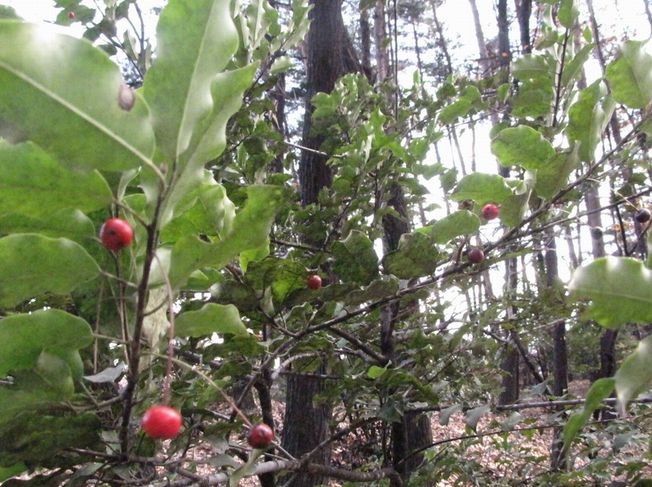 �l�G�̐X�A�X�V��