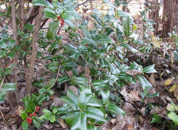 �l�G�̐X�A�X�V��