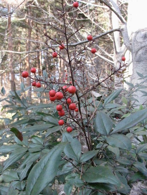 �l�G�̐X�A�X�V��