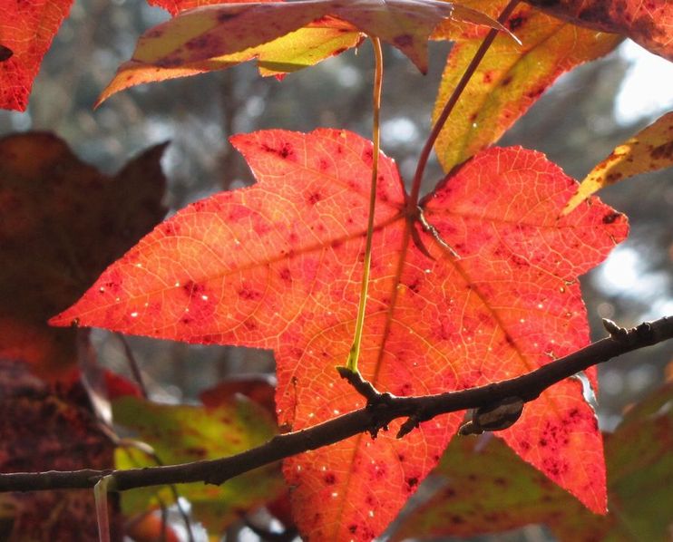 �l�G�̐X�A�X�V��