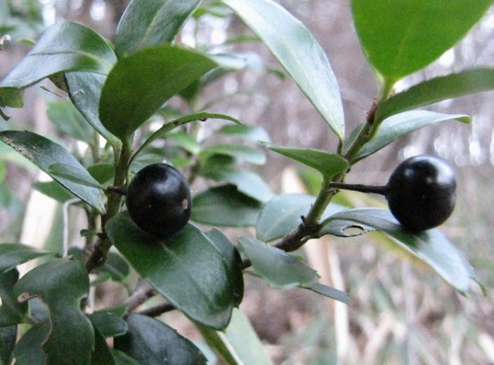 �l�G�̐X�A�X�V��