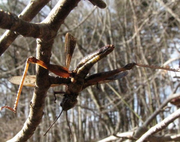 �l�G�̐X�A�X�V��