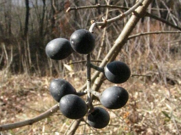 �l�G�̐X�A�X�V��