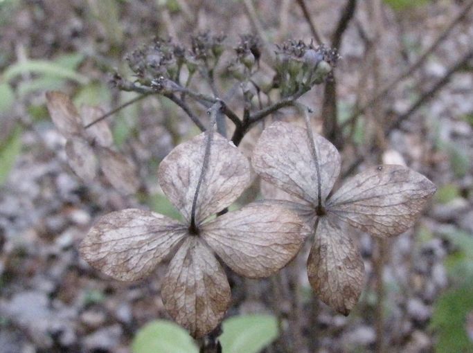 �l�G�̐X�A�X�V��