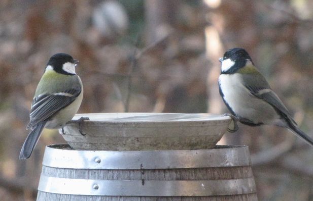 �l�G�̐X�A�X�V��