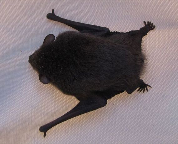 �l�G�̐X�A�X�V��