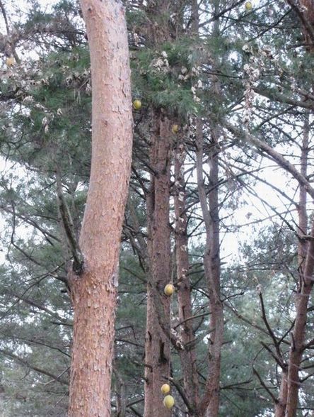 �l�G�̐X�A�X�V��