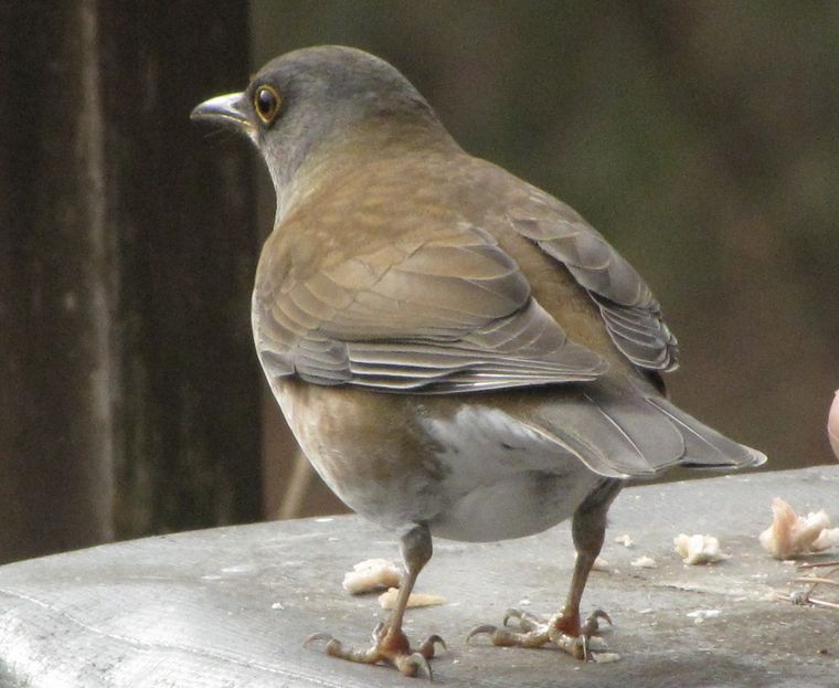 �l�G�̐X�A�X�V��