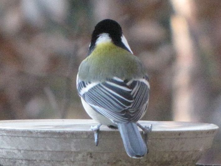 �l�G�̐X�A�X�V��