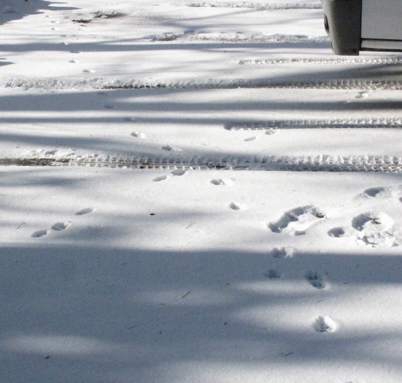 �l�G�̐X�A�X�V��