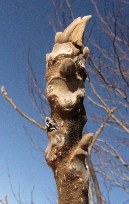 �l�G�̐X�A�X�V��