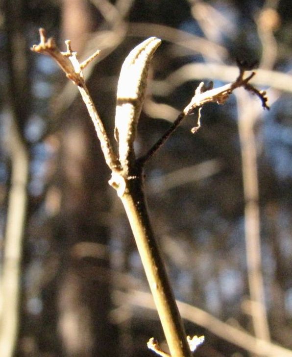 �l�G�̐X�A�X�V��