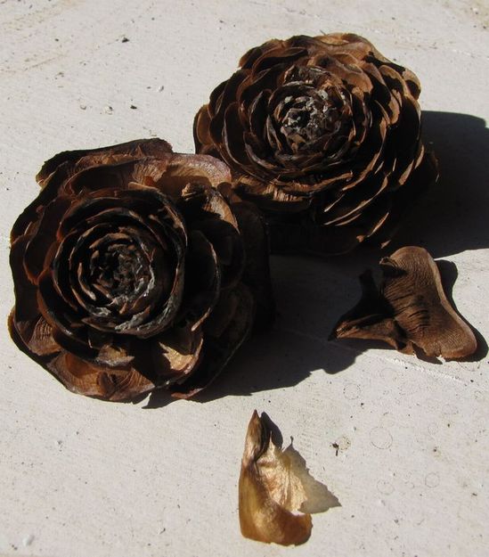 �l�G�̐X�A�X�V��