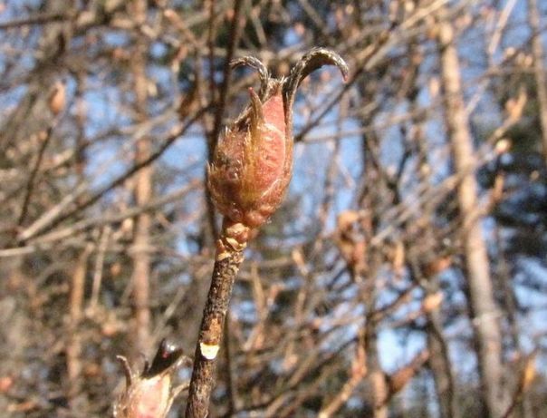 �l�G�̐X�A�X�V��