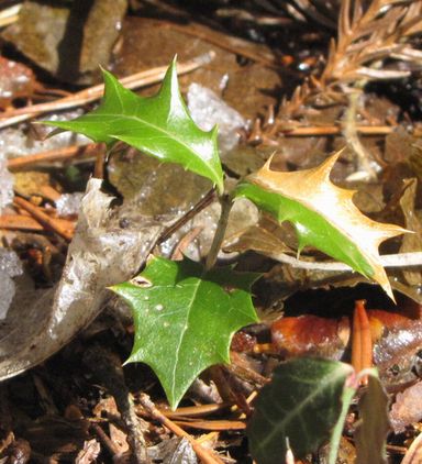 �l�G�̐X�A�X�V��